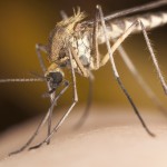 malarial mosquito