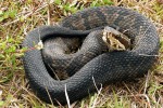 Florida cottonmouth, snake