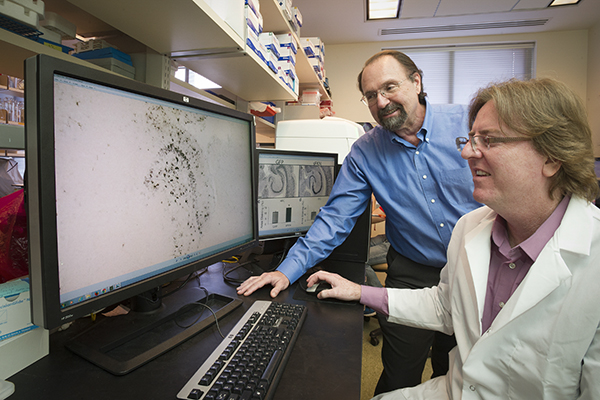 Drs Morgan and Nash displaying Fractalkine images.